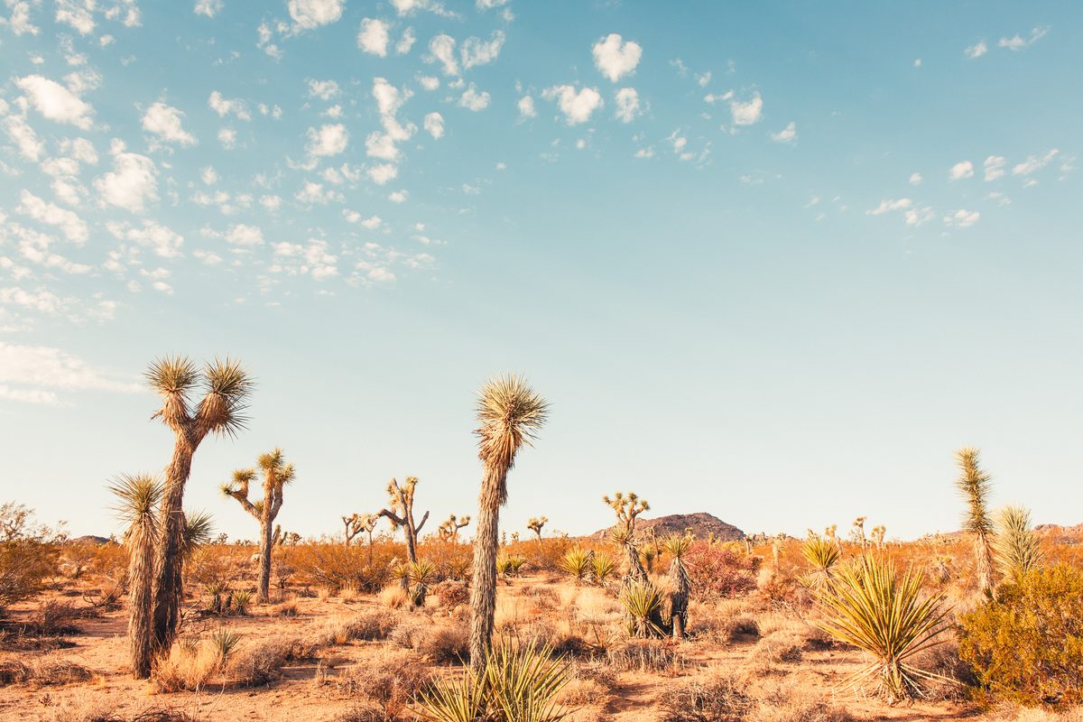 Mojave Desert