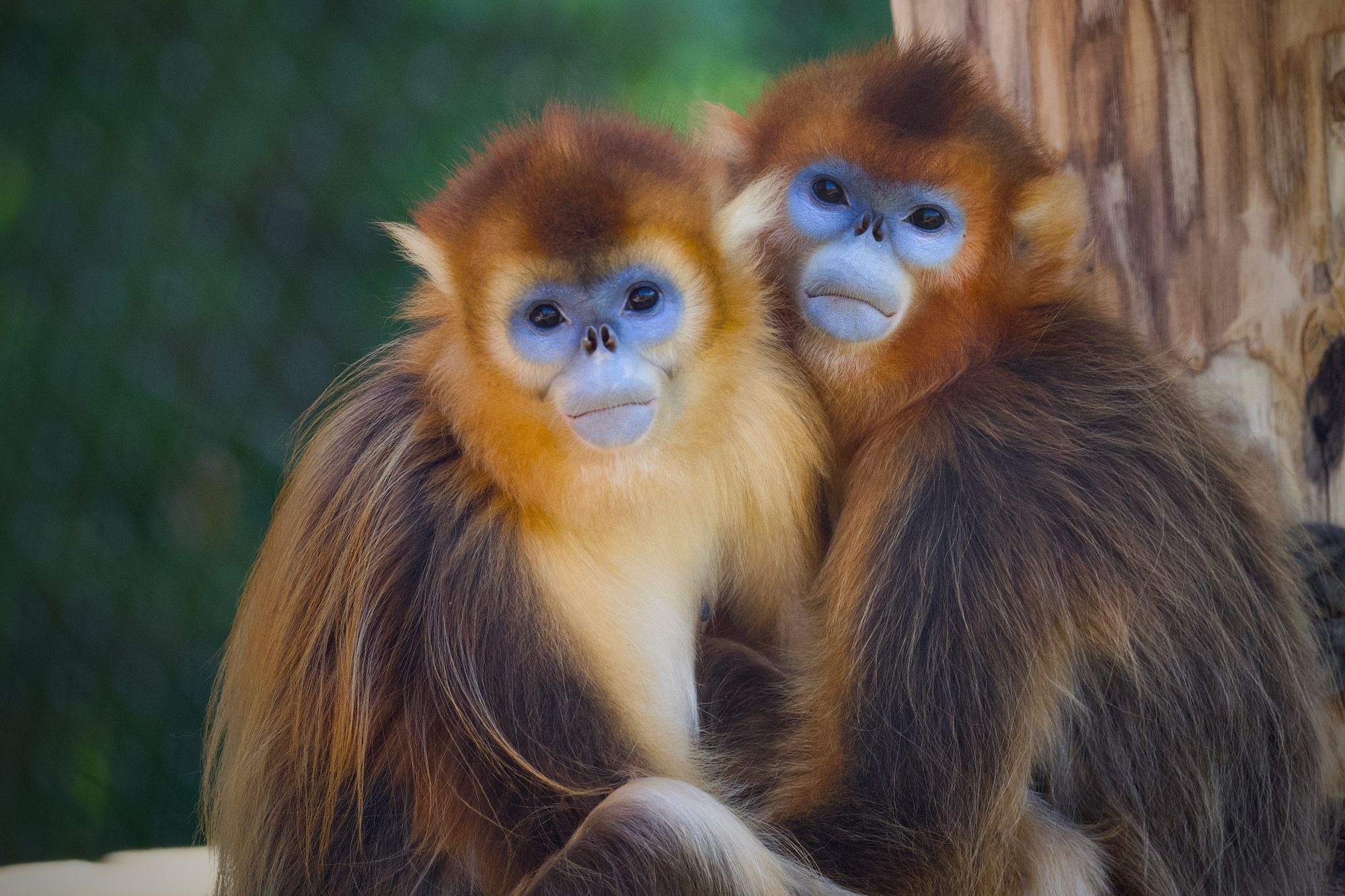 Two female golden snub-nosed monkeys huddle together at the Beauval Zoopark in Saint-Aignan Central France. Focusing conservation efforts on monkeys and other larger mammals may be the key to support ecosystems