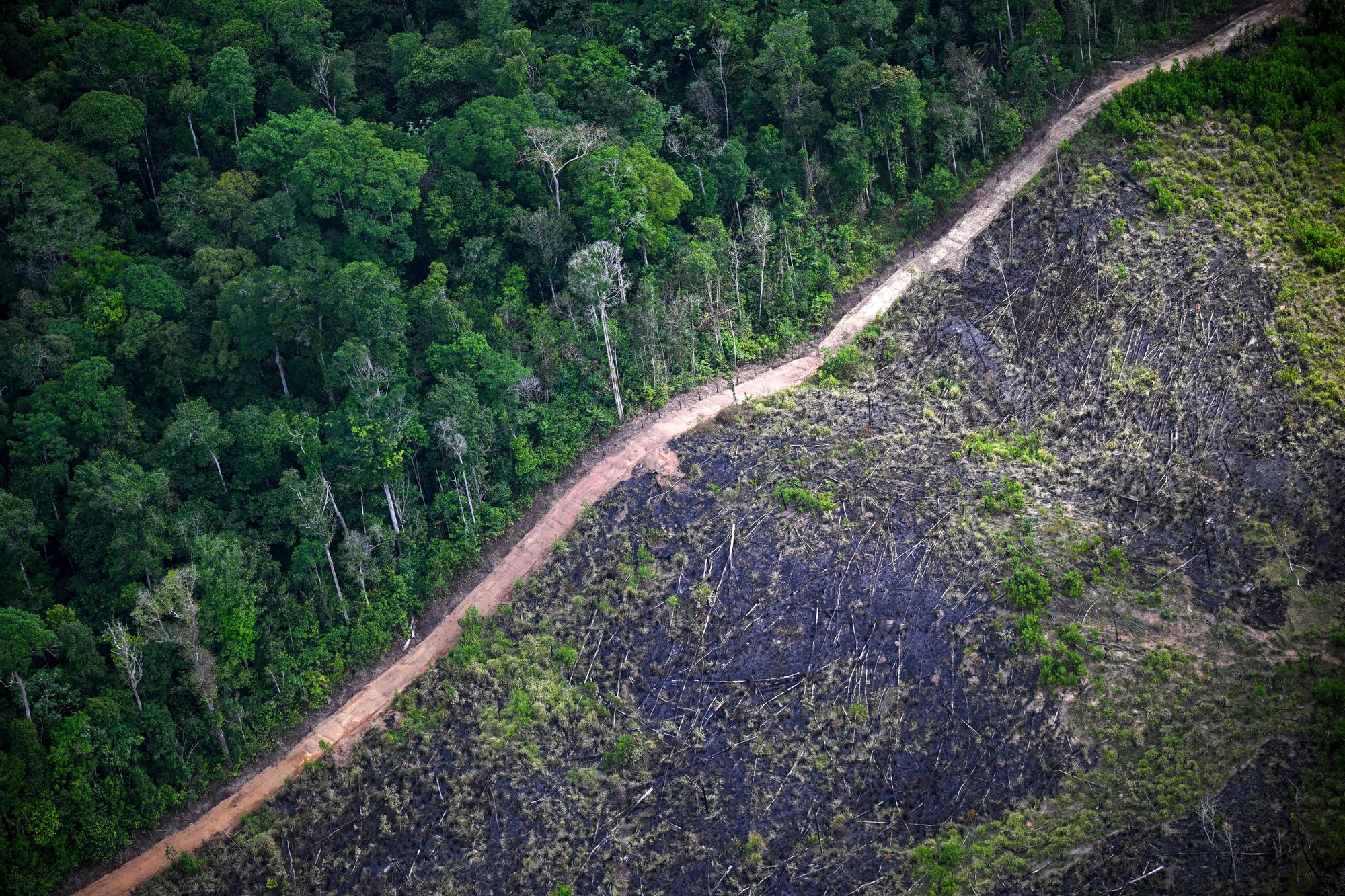 An aerial view shows a deforested part of Brazil’s Amazon rainforest last November. Deforestation is one of the major threats to the world’s species