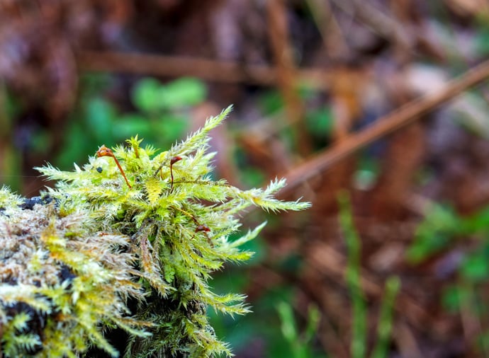 Moss Behaves Like a Network, Transmitting Information a Little Like a Really Slow Brain