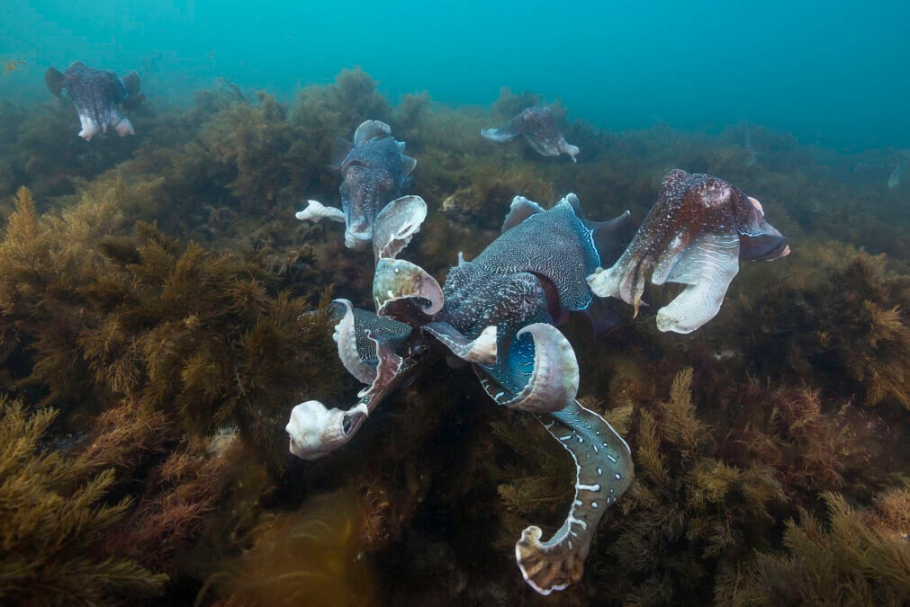 The Size of Cephalopod's Brains Seems Curiously Related to Their Habitats