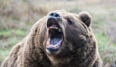 Brown bear