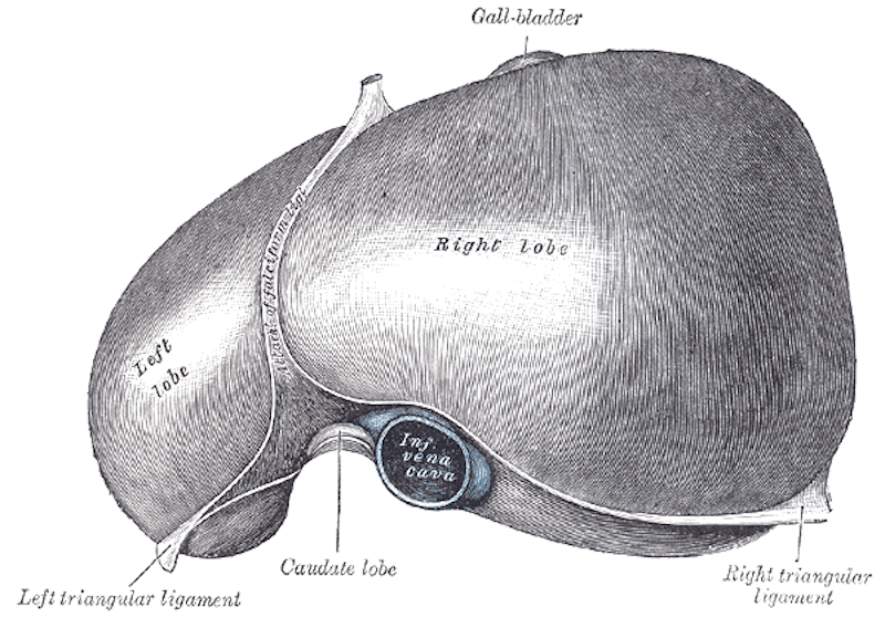 A classic anatomical illustration of the human liver, the organ at the centre of the UCF team's findings. Its central role in metabolism makes it especially sensitive to physiological stress, which is exactly why researchers chose it as their focus (Credit : Henry Vandyke Carter)