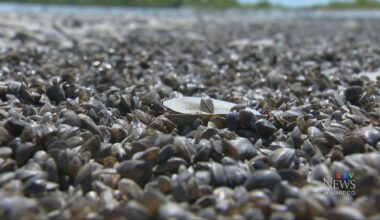 Zebra Mussel larvae found in Manitoba/Saskatchewan lake - CTV News