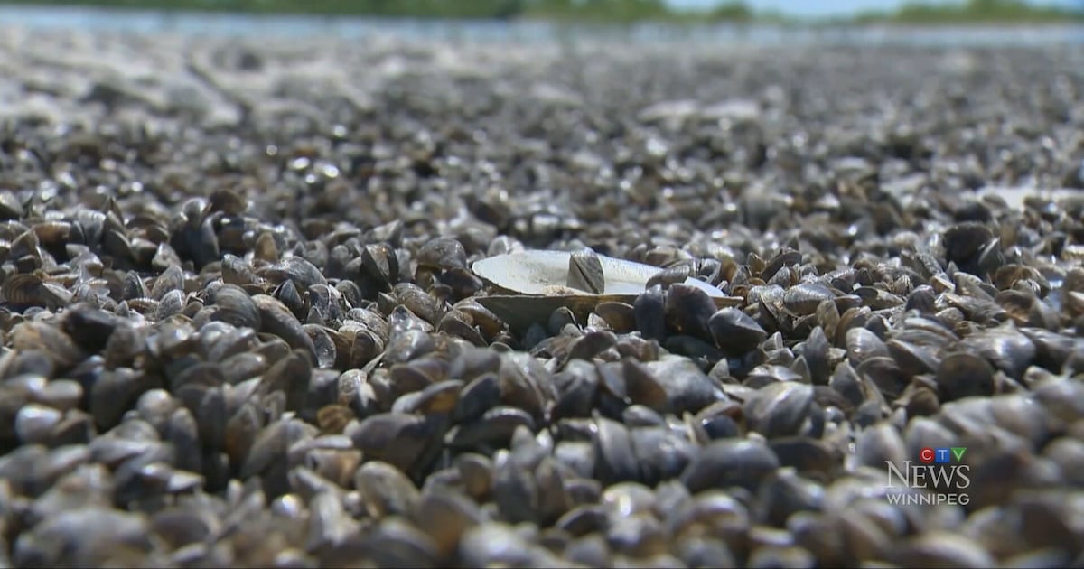 Zebra Mussel larvae found in Manitoba/Saskatchewan lake - CTV News