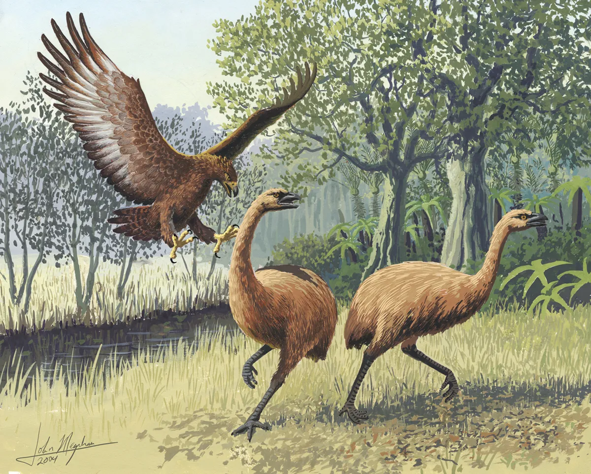 Giant Haast's eagle attacking New Zealand moa