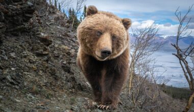 a grizzly bear that's super close to the camera with a bit of a wide angle lens distortion
