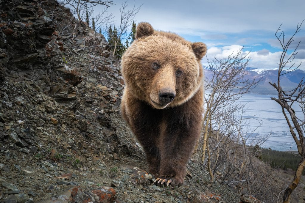 a grizzly bear that's super close to the camera with a bit of a wide angle lens distortion