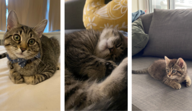Cat Leo, adopted from Toronto Humane Society
