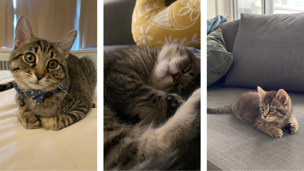 Cat Leo, adopted from Toronto Humane Society
