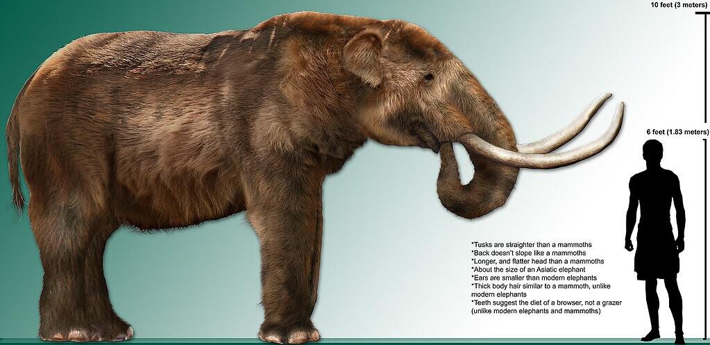 Comparison of a mammoth and a human for size and features.