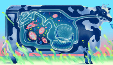 A New Way That a Cow’s Inner World Shapes Earth’s Atmosphere