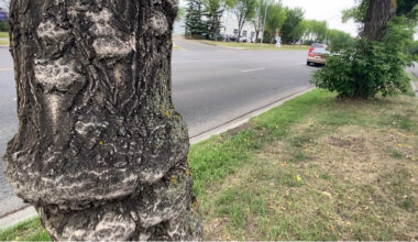 First new cases of Dutch elm disease in Edmonton in nearly 8 months