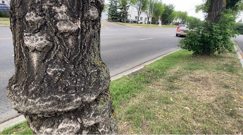 First new cases of Dutch elm disease in Edmonton in nearly 8 months