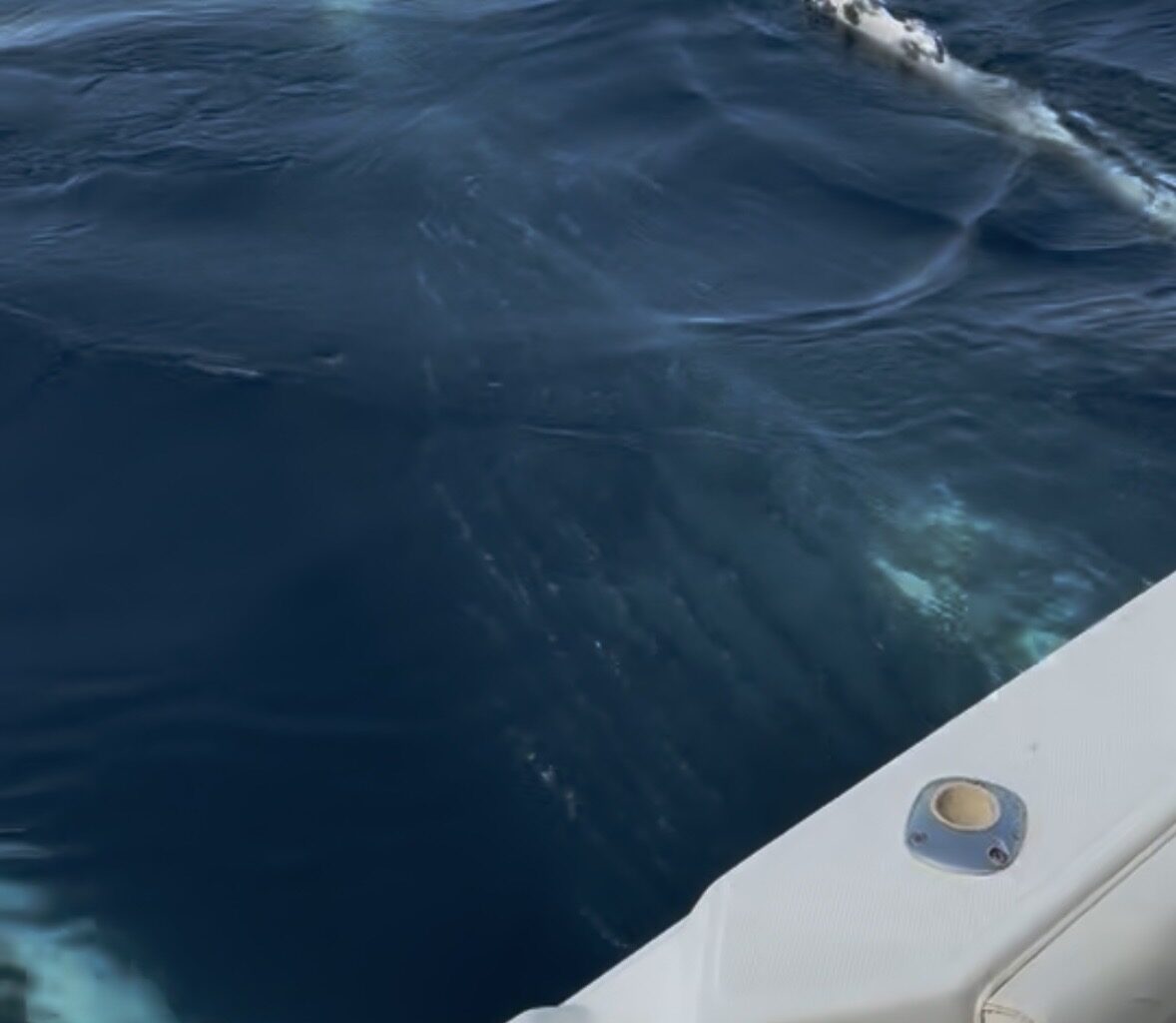 Local's fishing encounter family of whales in CBS