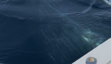 Local's fishing encounter family of whales in CBS