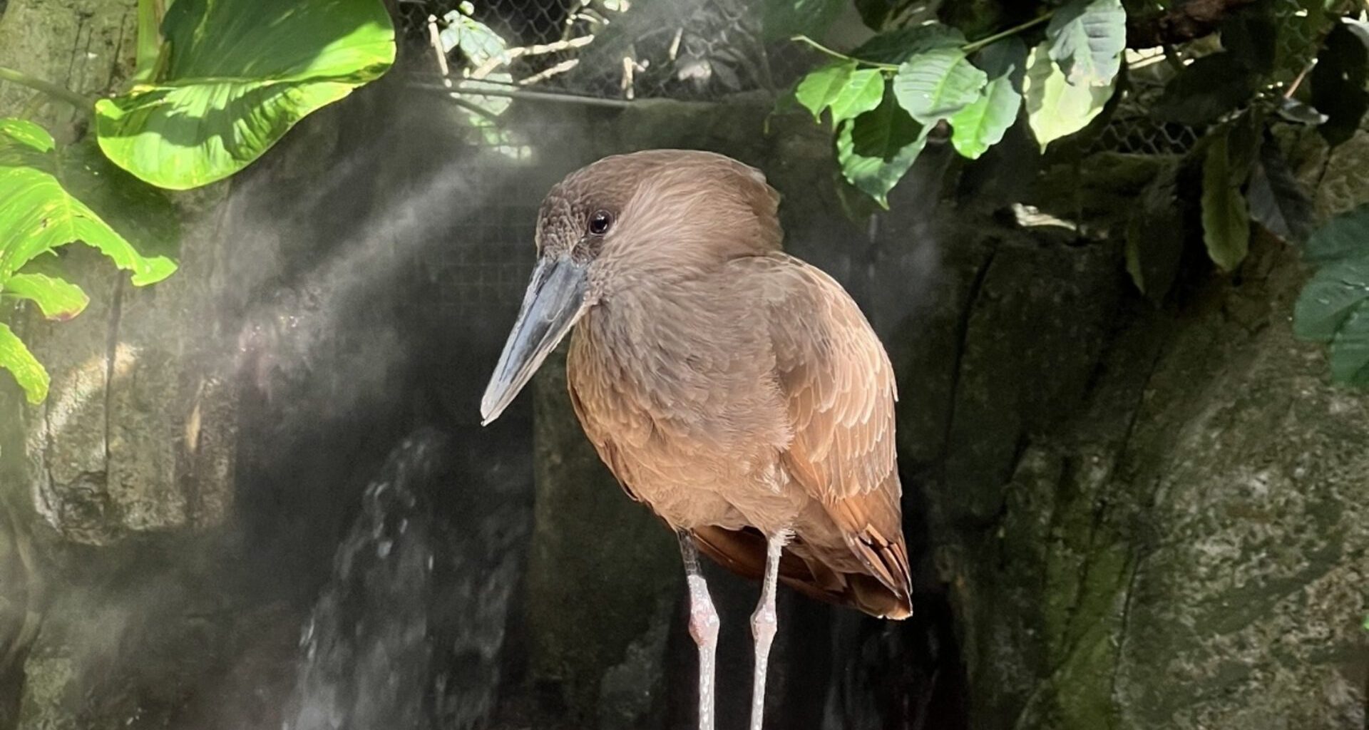 Hamerkop