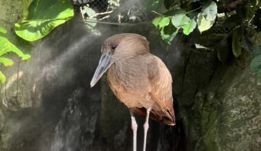 Hamerkop