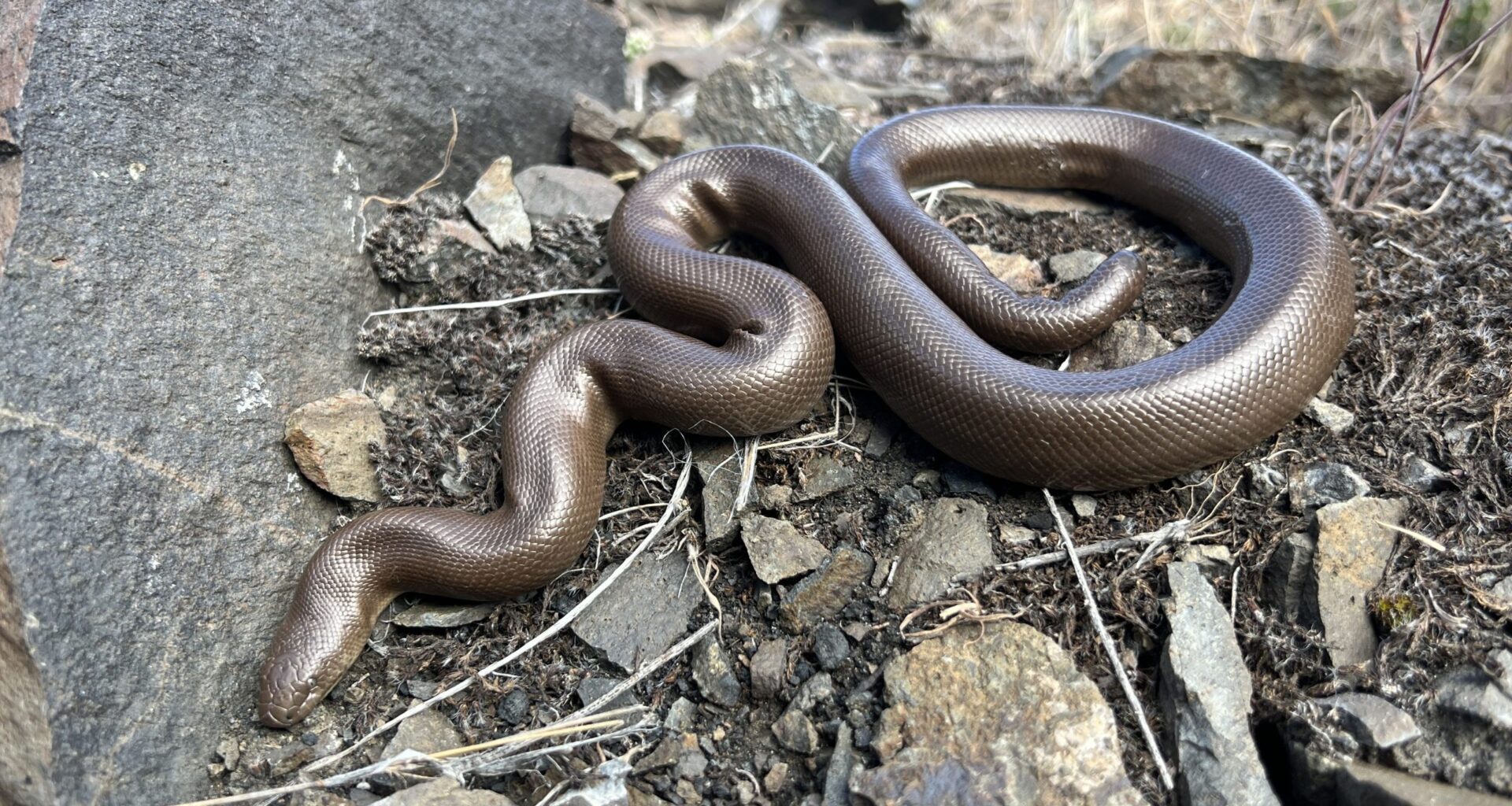 Rubber boas on Vancouver Island? Researchers ask locals to keep an eye out