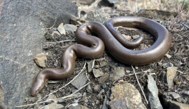 Rubber boas on Vancouver Island? Researchers ask locals to keep an eye out