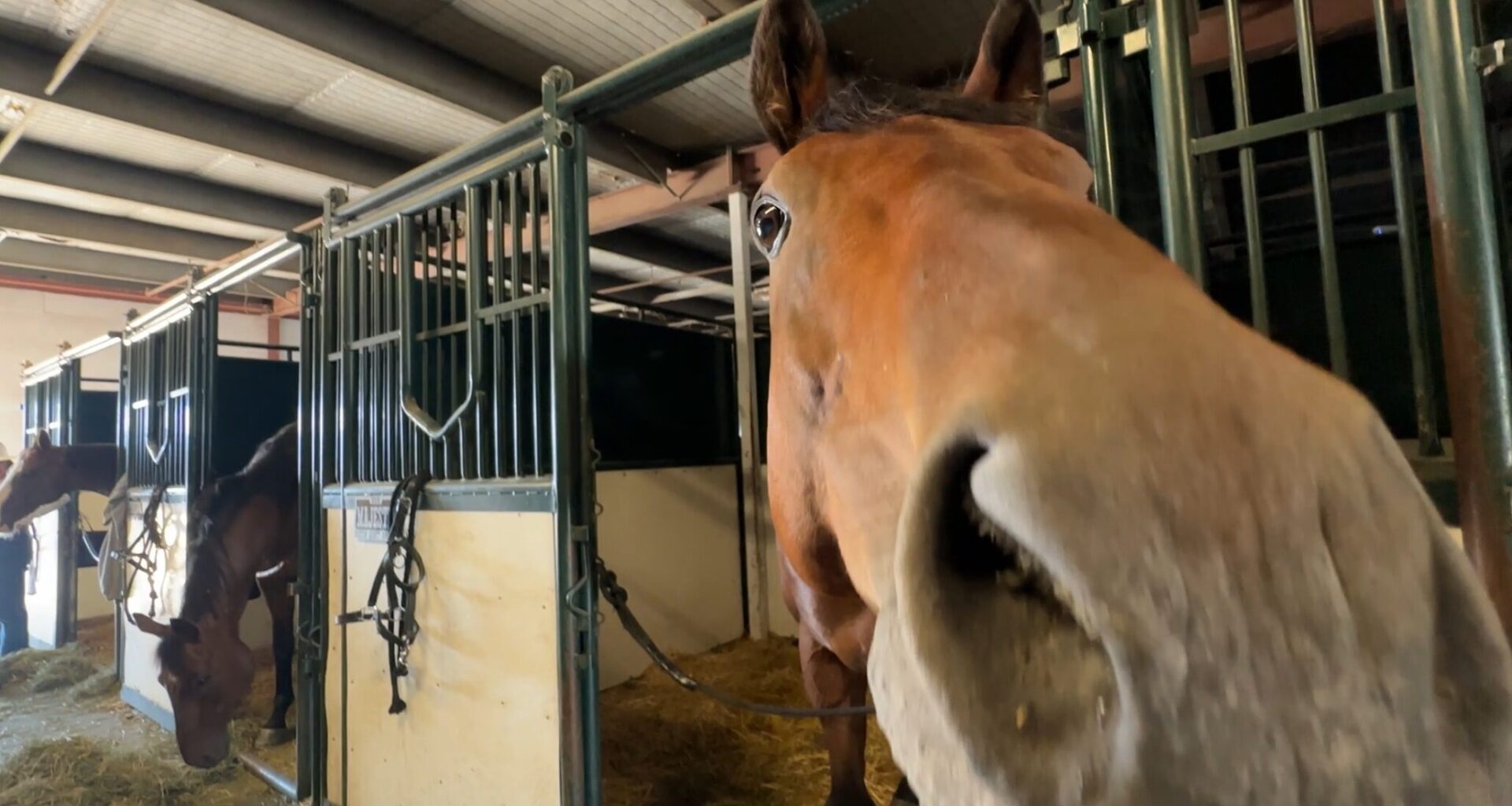 Behind‑the‑scenes at Calgary Stampede chuckwagon barns
