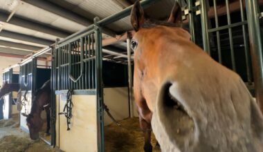 Behind‑the‑scenes at Calgary Stampede chuckwagon barns