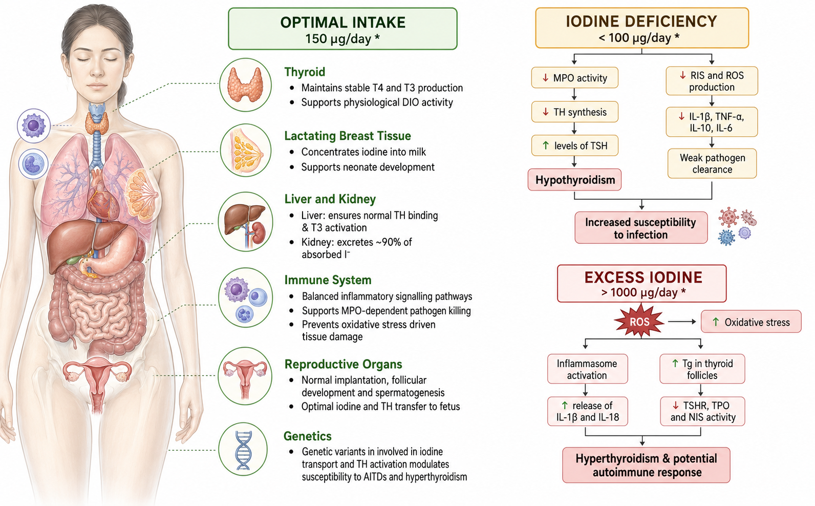 Paper: Iodine and Its Impact on the Immune System of Humans and Domesticated Mammals: A Narrative Review