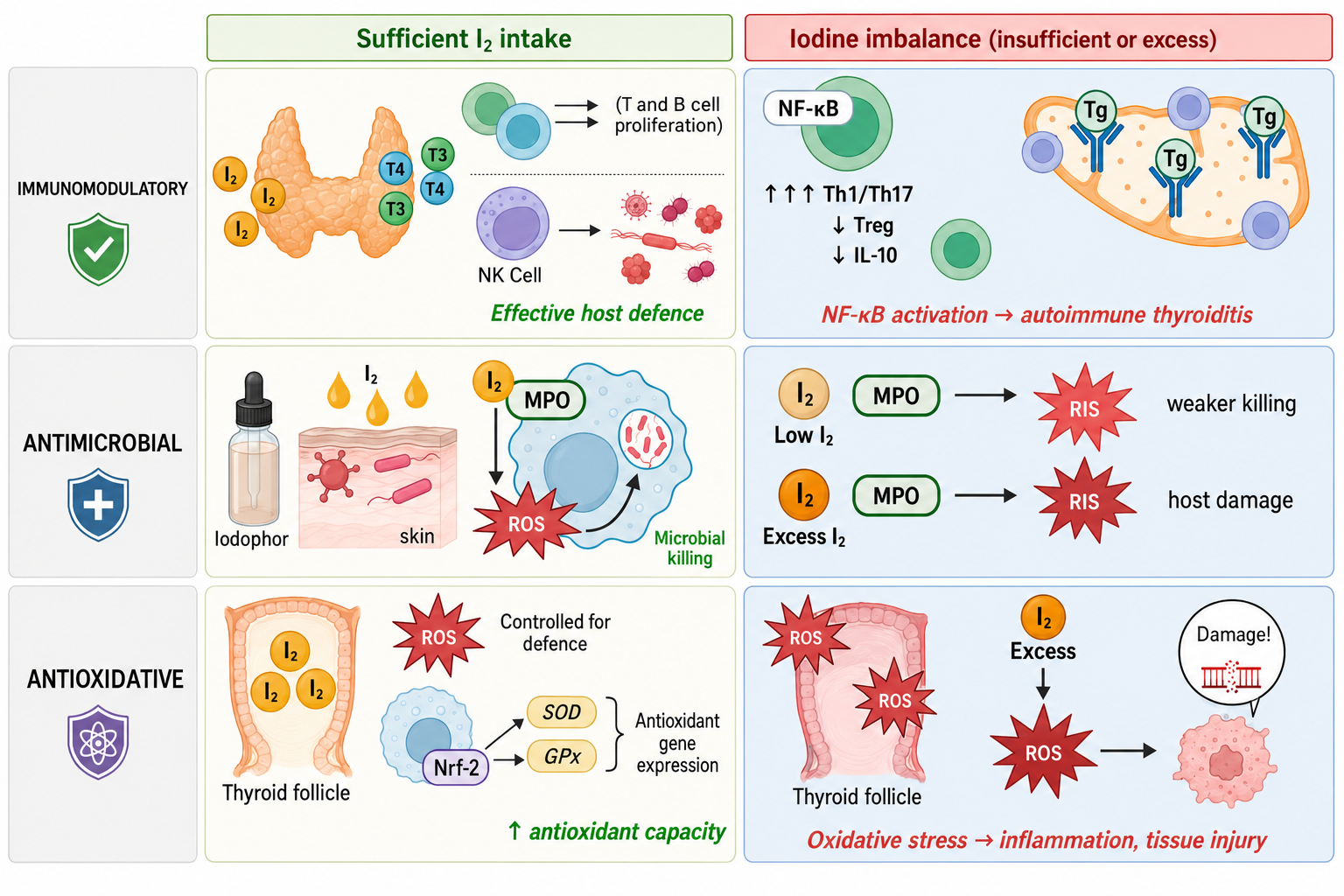 Iodine exerts immunomodulatory, antimicrobial, and antioxidative effects that depend on iodine intake and tissue context. Under sufficient iodine intake, thyroid hormone (TH) production supports balanced natural killer (NK) cell and T and B cell responses, iodophor (povidone-iodine, PVP-I) use promotes effective myeloperoxidase (MPO)-mediated microbial killing via controlled reactive iodine/oxygen species (RIS/ROS), and dietary iodide enhances nuclear factor erythroid 2-related factor 2 (Nrf2)-dependent antioxidant capacity in the blood, mammary gland, and milk, including induction of superoxide dismutase (SOD) and glutathione peroxidase (GPx). In contrast, iodine imbalance (insufficient or excess) skews T helper (Th)1/Th17 and regulatory T cell (Treg) populations with nuclear factor kappa-light-chain-enhancer of activated B cells (NF-κB) activation, predisposing to autoimmune thyroiditis, impairing MPO-derived RIS/ROS-mediated host defence at low iodine, and amplifying ROS-driven oxidative stress, inflammation, and tissue injury at excess iodine.