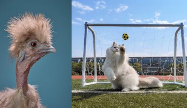 10 Outstanding Images From the International Pet Photography Awards