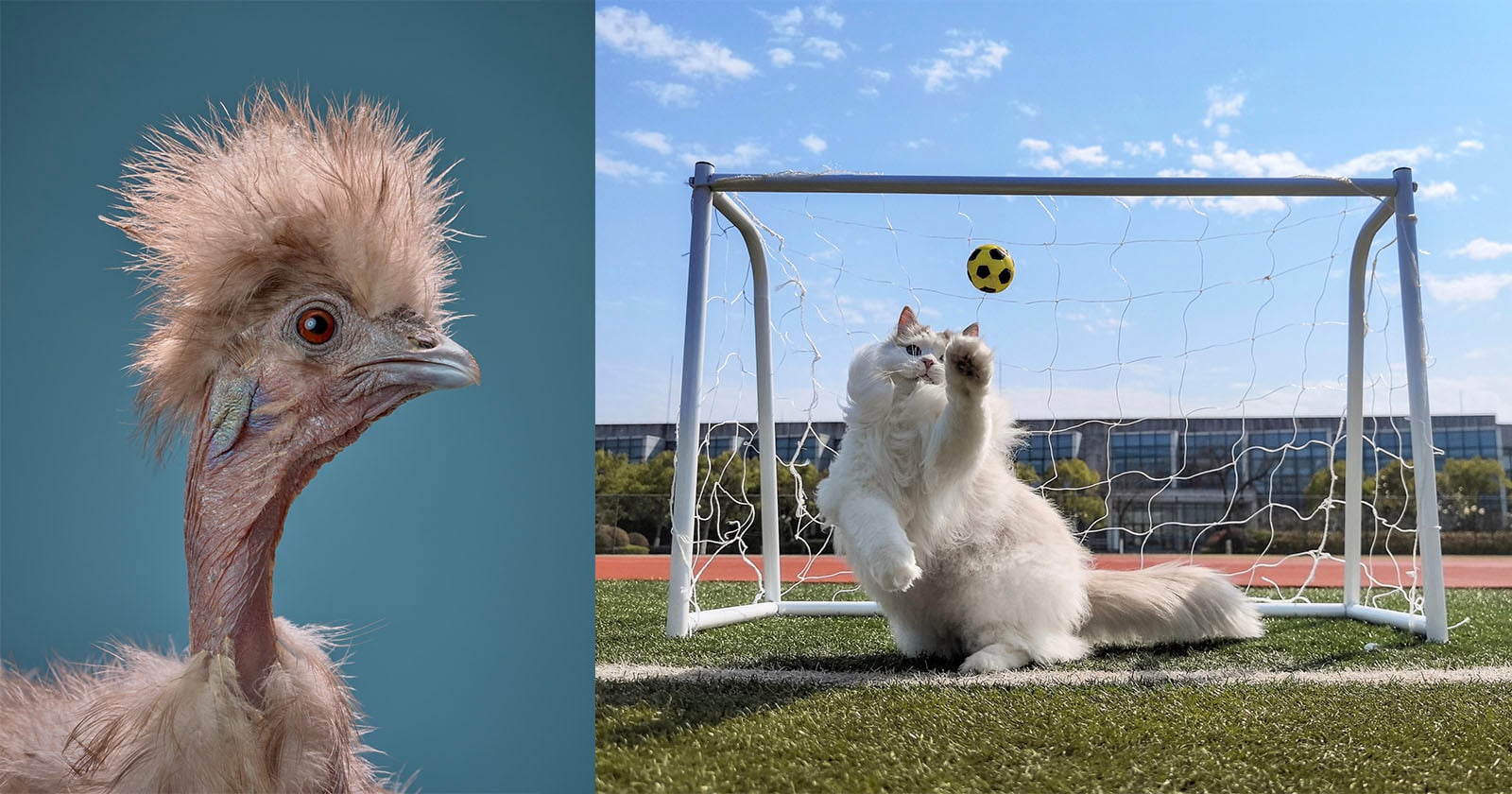 10 Outstanding Images From the International Pet Photography Awards
