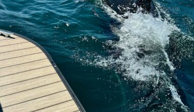 Rare sightings of lone killer whale off Nova Scotia leave public in awe