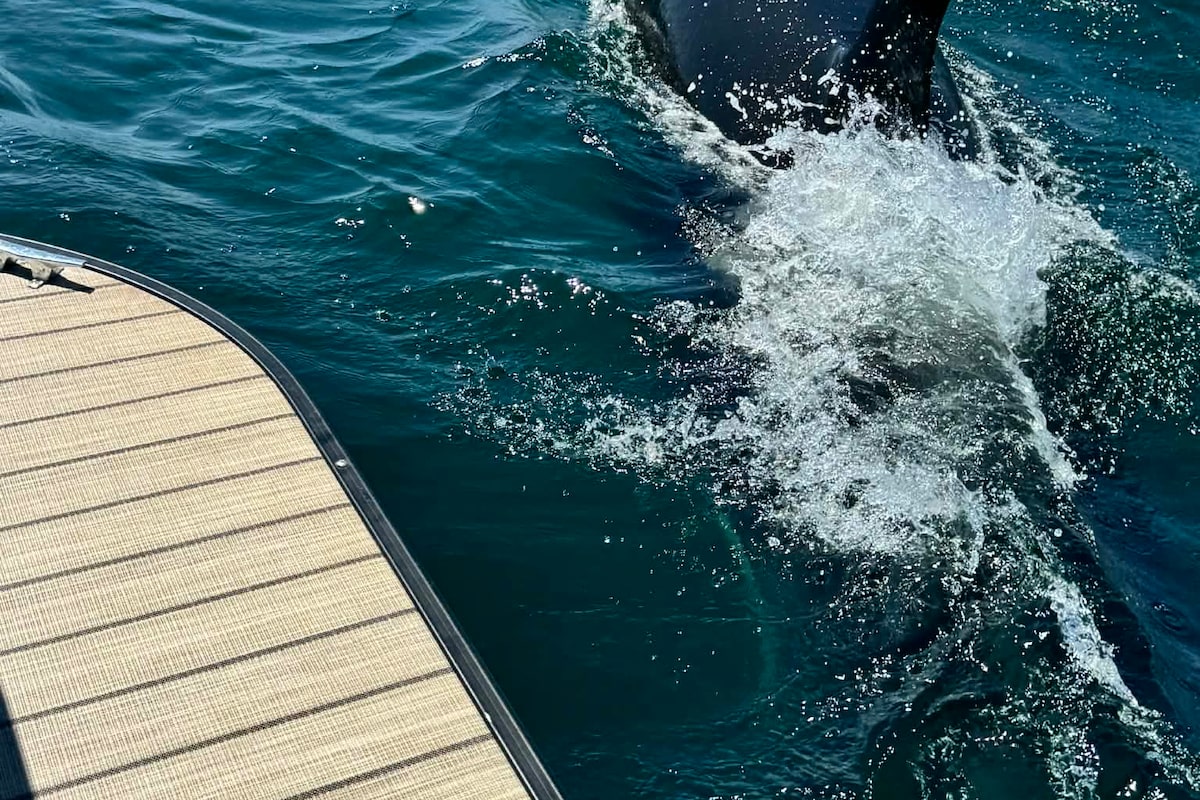 Rare sightings of lone killer whale off Nova Scotia leave public in awe