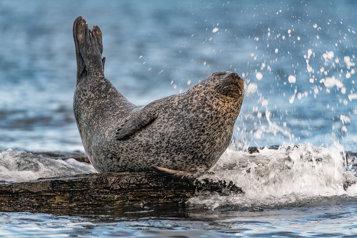 Seal on rock.