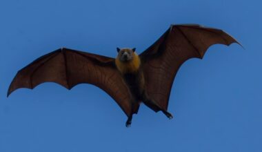 Rabies: New Mexico health officials warn the public about bats
