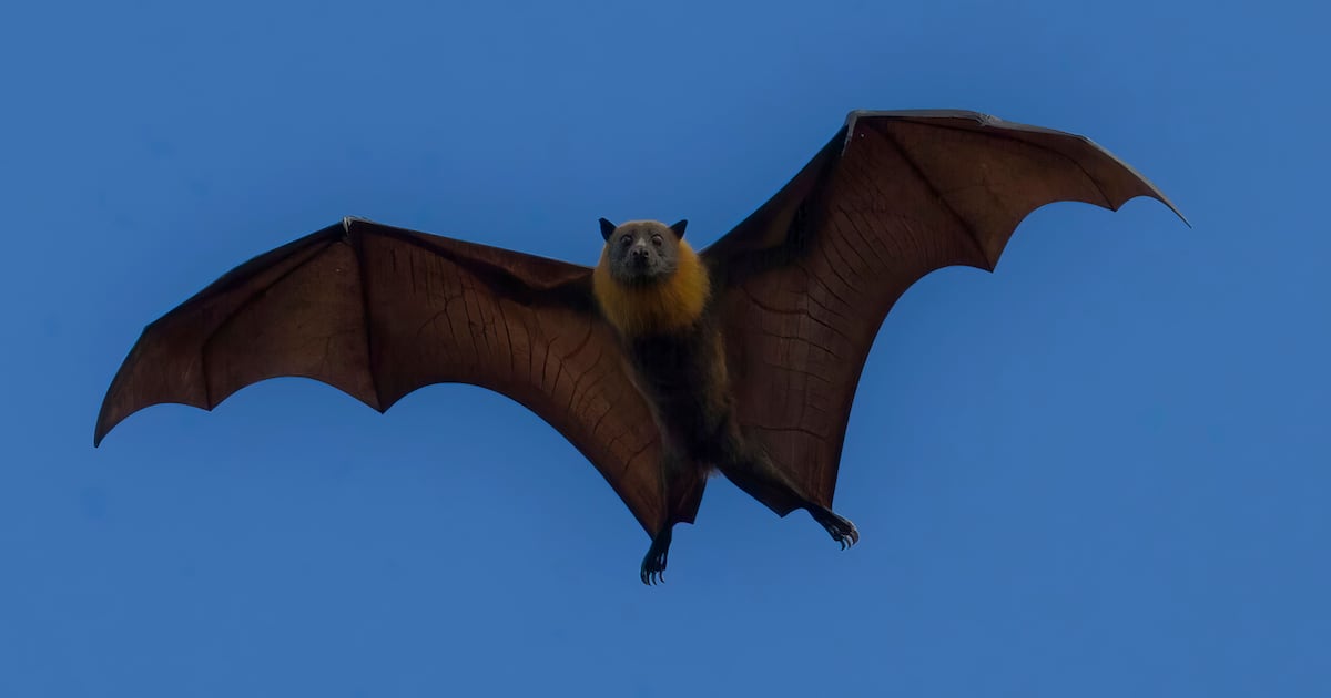Rabies: New Mexico health officials warn the public about bats