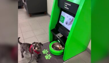 ‘No PIN required’: ATM for dogs in Vancouver’s West End