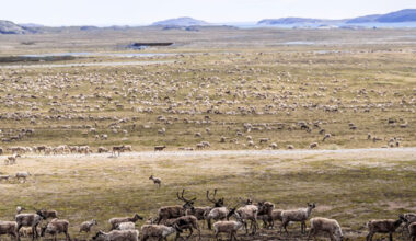 Regional Inuit not consulted over ‘significant’ changes to draft land use plan: NTI
