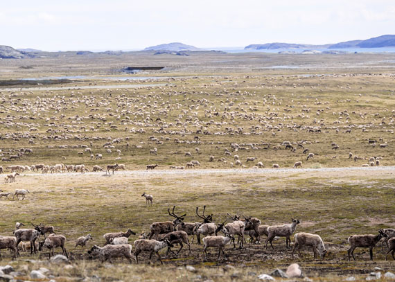 Regional Inuit not consulted over ‘significant’ changes to draft land use plan: NTI