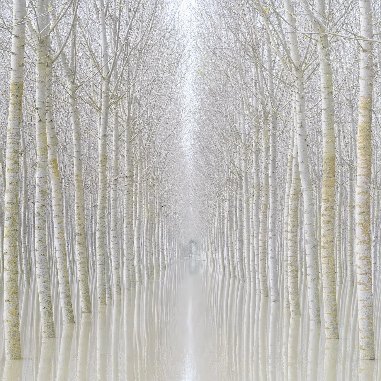Tree Landscape Photography