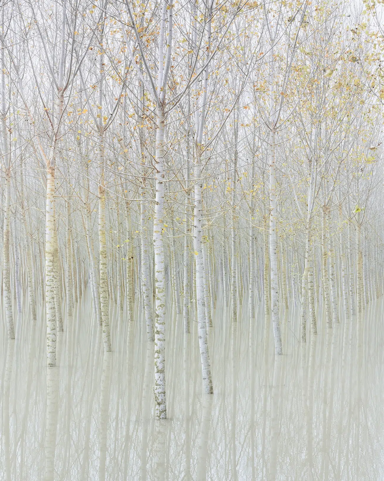 Tree Landscape Photography