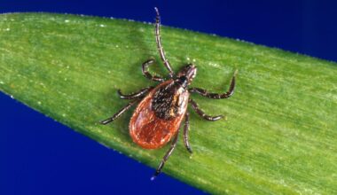 How to stay safe during tick season, according to an expert