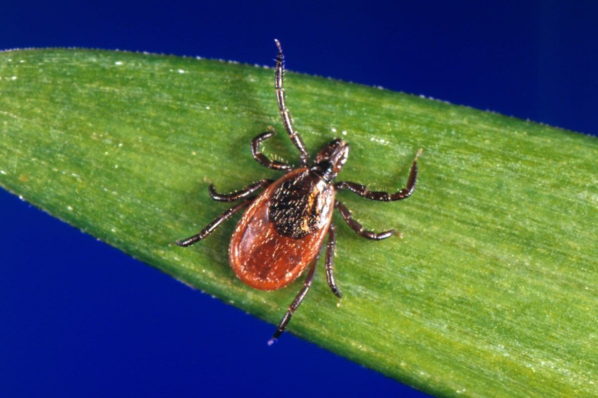 How to stay safe during tick season, according to an expert