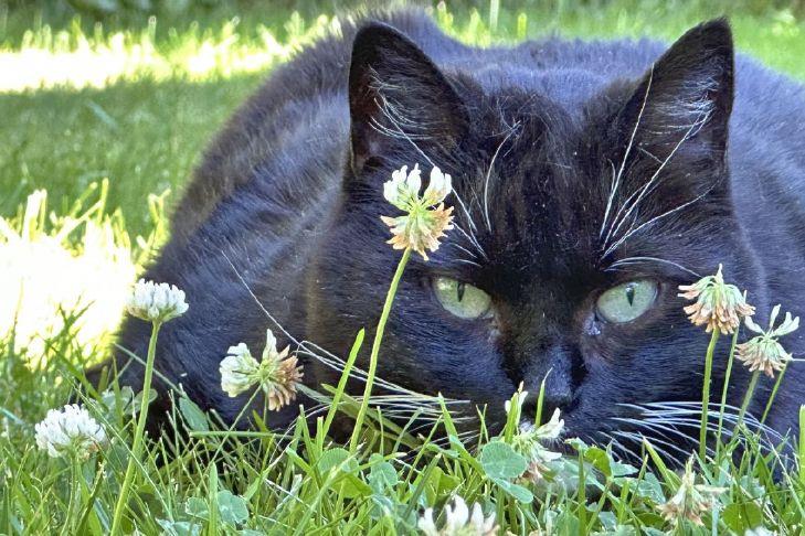 Langley loves its kitties, and there’s stats to prove it