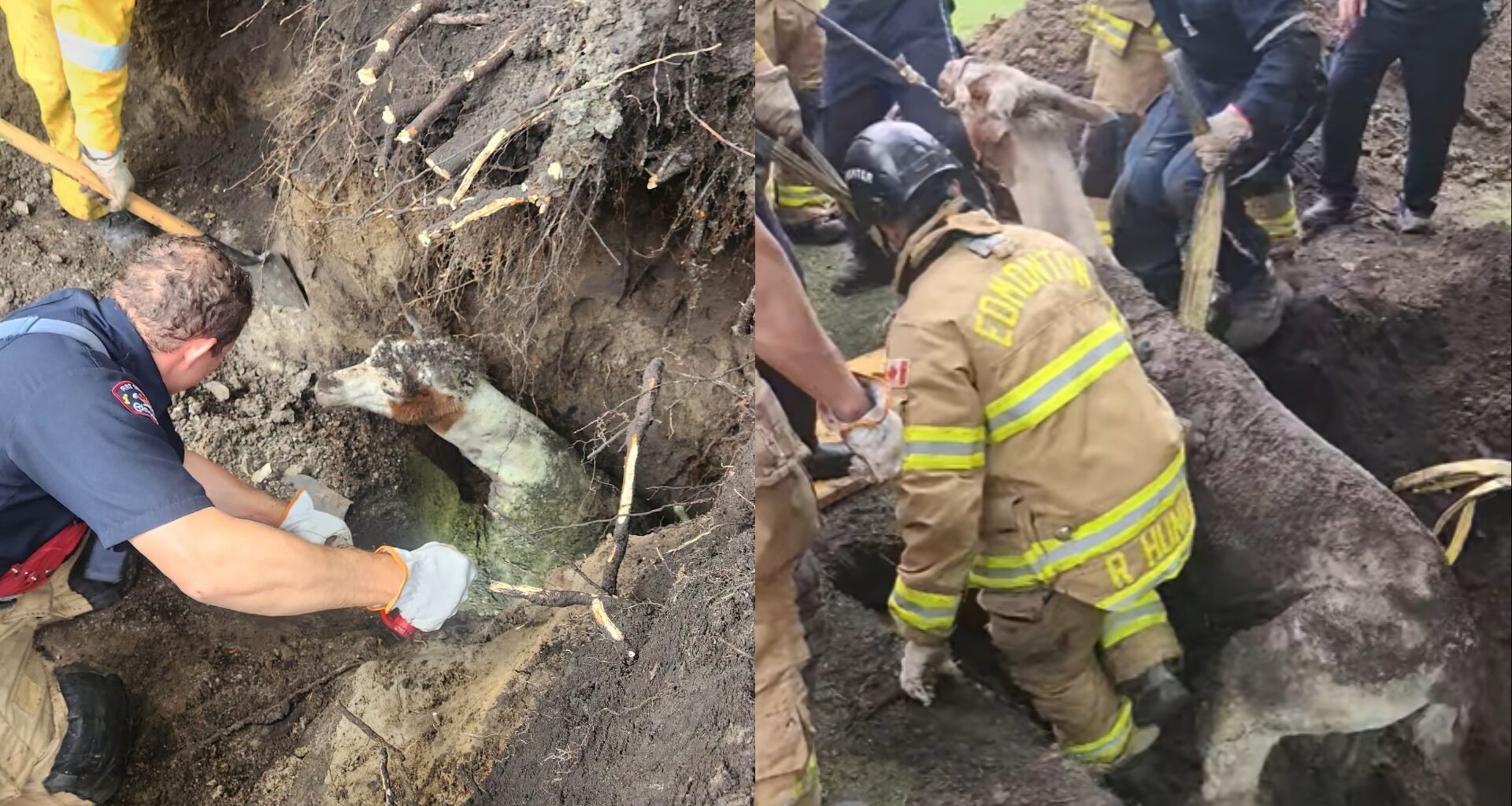 Llama rescued by Edmonton firefighters