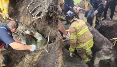Llama rescued by Edmonton firefighters