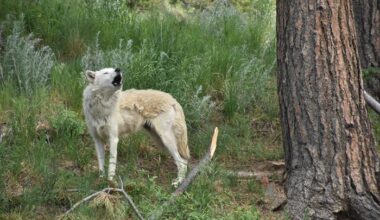 A gray wolf (Canis lupus) at Mission:Wolf Sanctuary in southern Colorado. Gray wolves remain endangered in most of the continental United States, especially the Mexican wolf subspecies (Canis lupus baileyi) which suffers from genetic bottlenecking. Credit Jenny Thompson