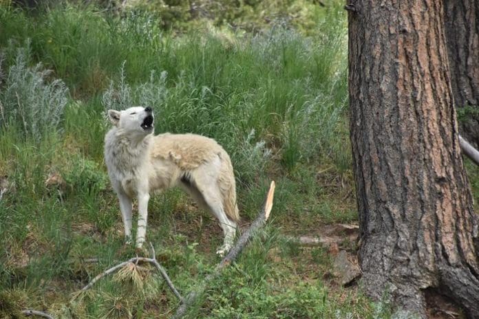 A gray wolf (Canis lupus) at Mission:Wolf Sanctuary in southern Colorado. Gray wolves remain endangered in most of the continental United States, especially the Mexican wolf subspecies (Canis lupus baileyi) which suffers from genetic bottlenecking. Credit Jenny Thompson