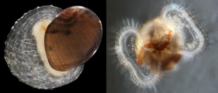 Vent dwelling limpets