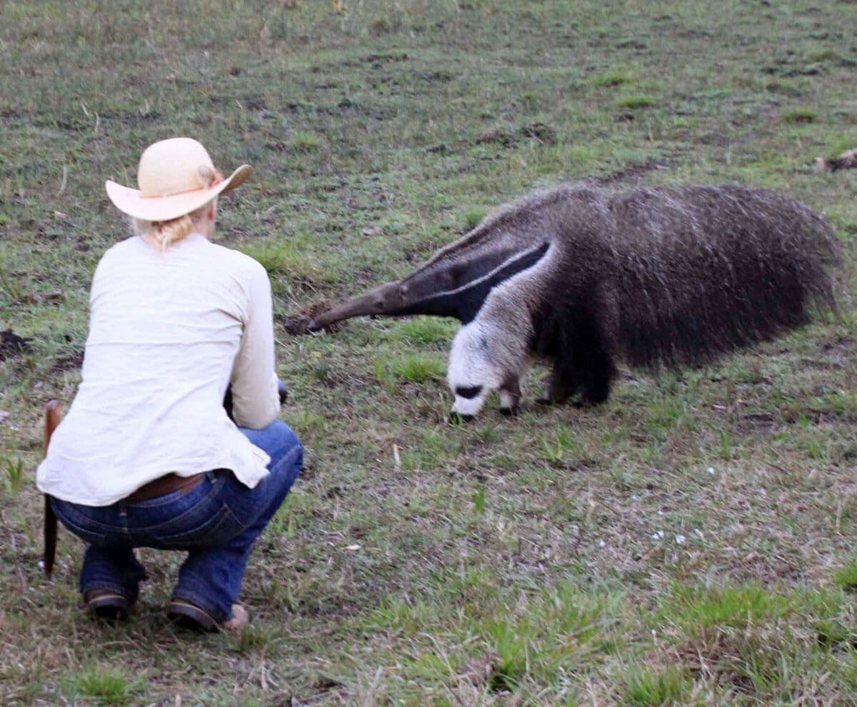 Lydia Möcklinghoff with a giant anteater. From her social media.