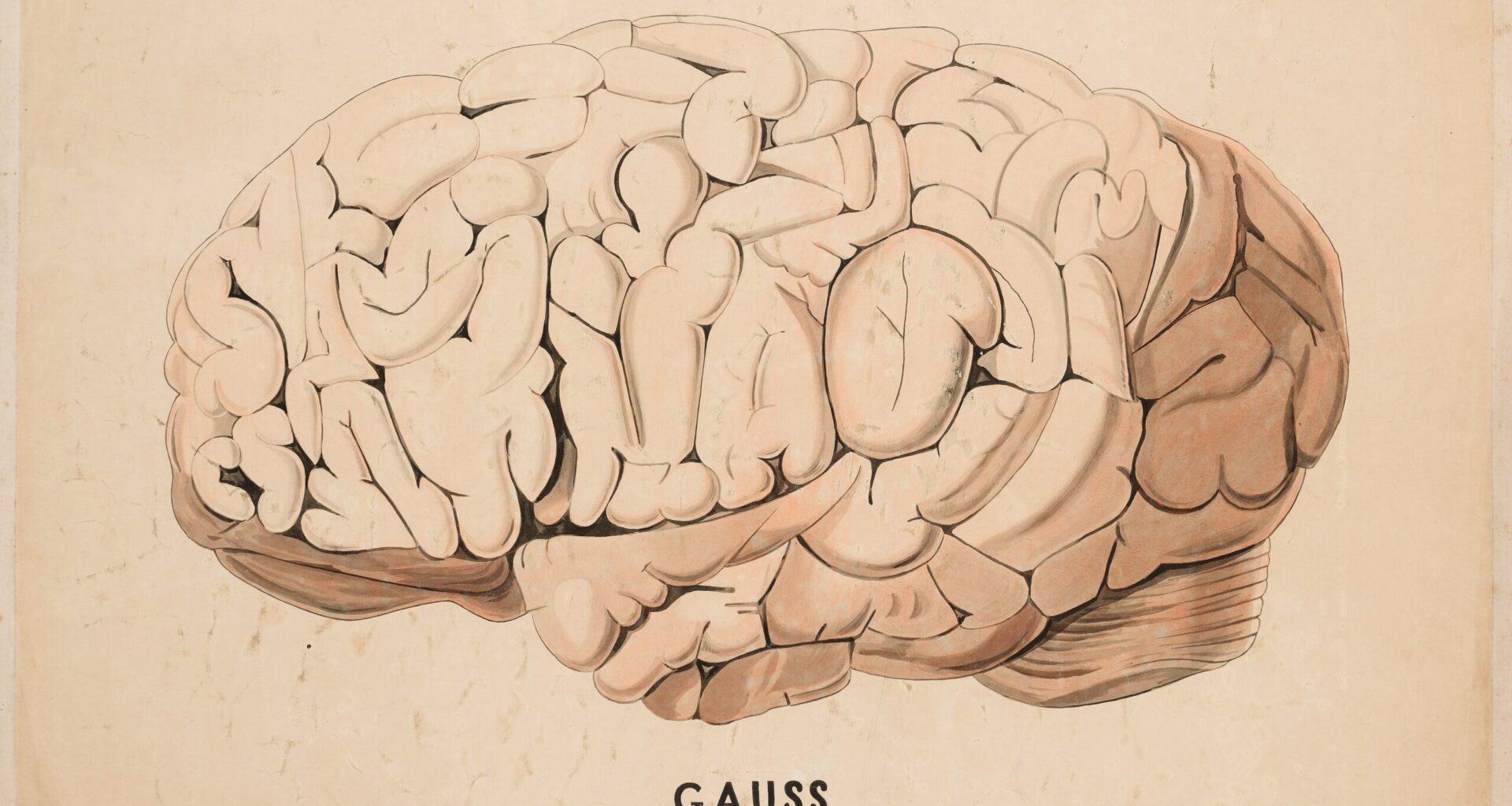 Science Journal: Human Brain Evolved “For No Particular Reason”